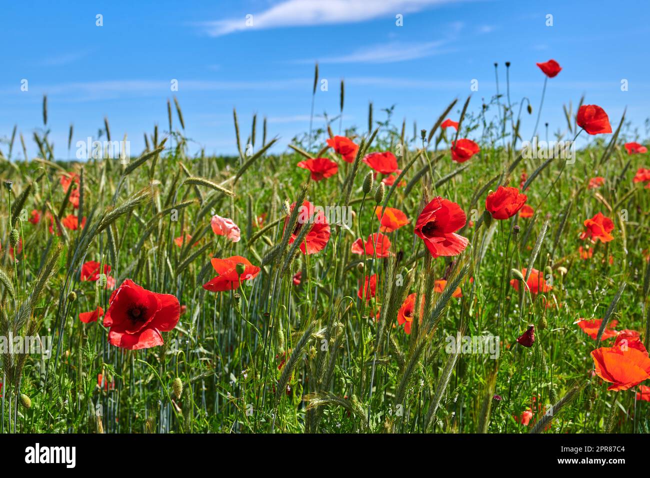 Champs de blé avec coquelicots au début de l'été. Une photo des coquelicots dans la campagne au début de l'été. Banque D'Images