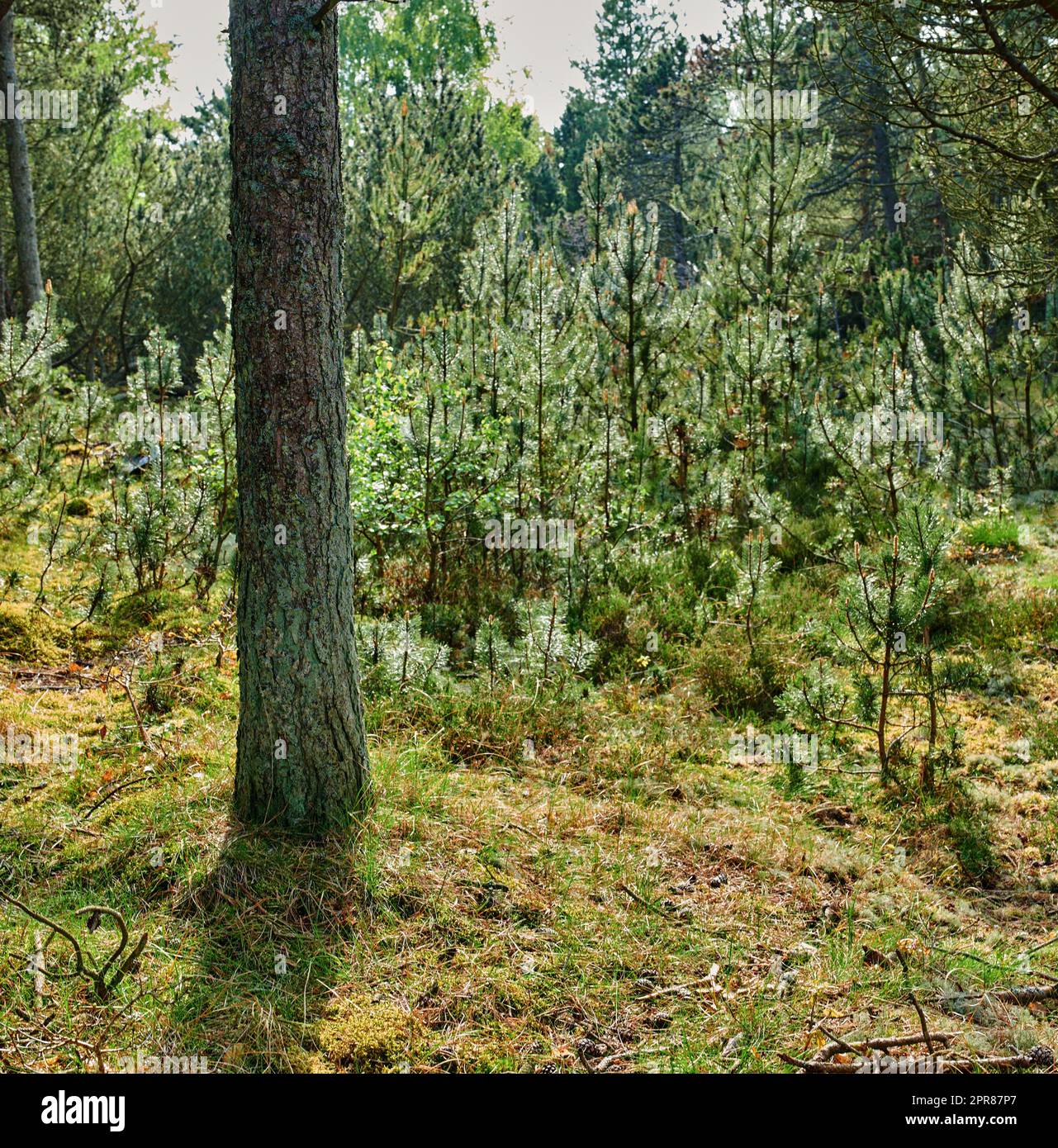 Tronc d'un pin dans une forêt dans la montagne parmi les buissons et la verdure dans la nature. Forêt isolée remplie de grands arbres pour l'aventure et la randonnée pour le week-end. Attraction touristique dans les bois Banque D'Images