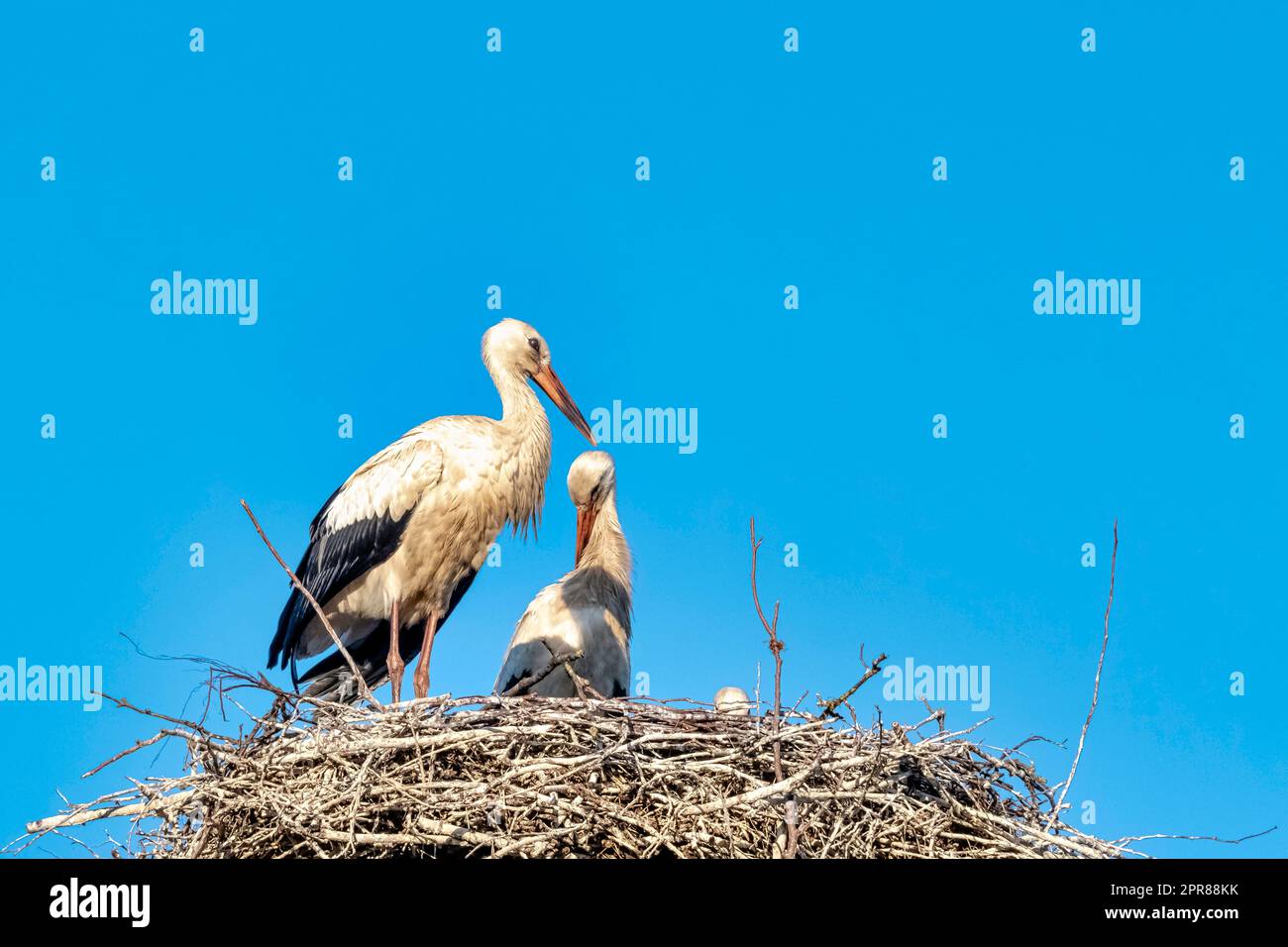 La famille de ciconia (Ciconia ciconia) dans le nid - Werzchucino, Pomerania, Pologne Banque D'Images