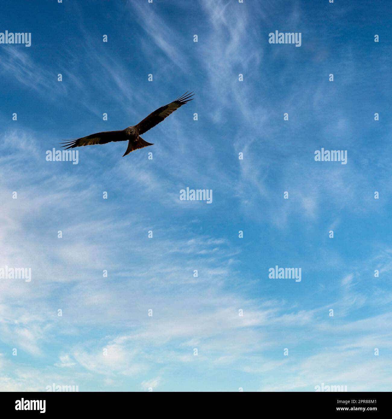 Cerf-volant rouge (Milvus milvus) sur le ciel britannique Banque D'Images