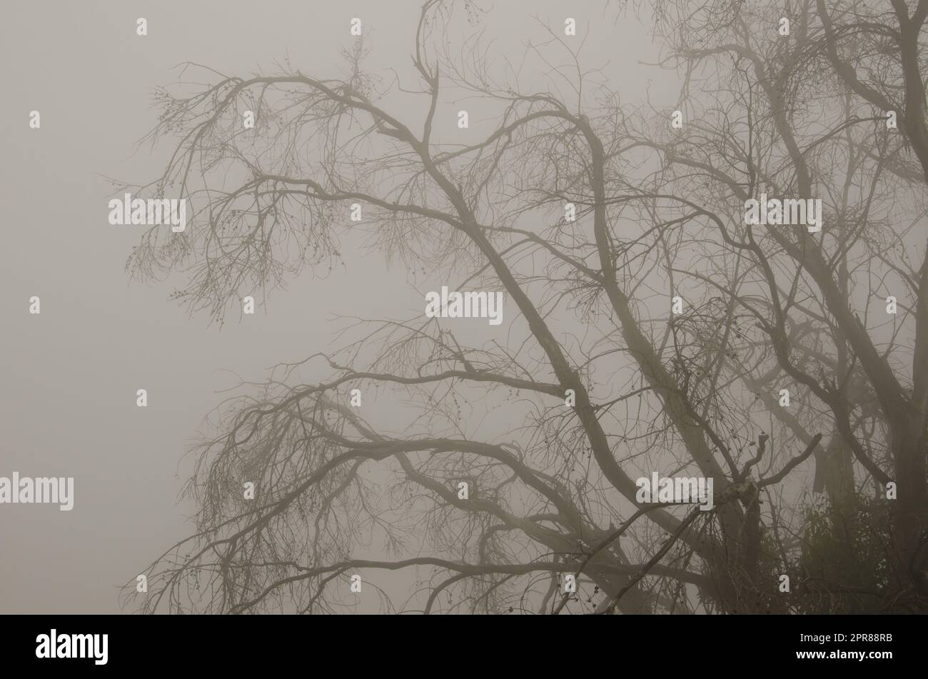 Eucalyptus dans un brouillard. Banque D'Images