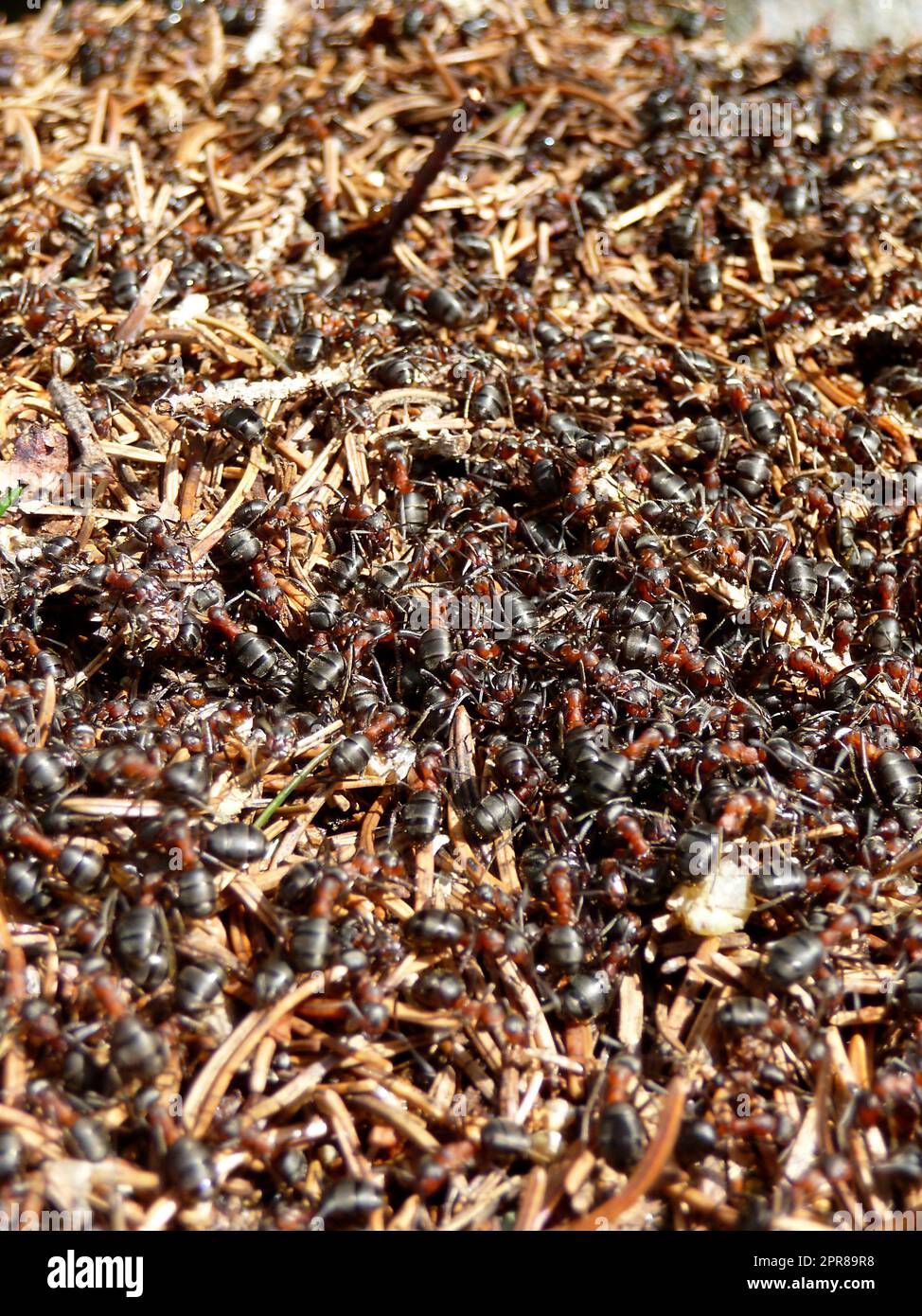 Anthill en forêt, en hiver Banque D'Images