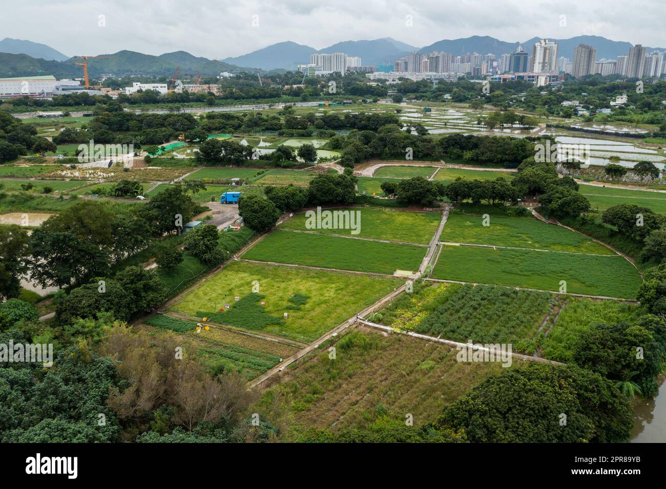 Vue aérienne du champ de riz à Hong Kong Sheung Shui Banque D'Images