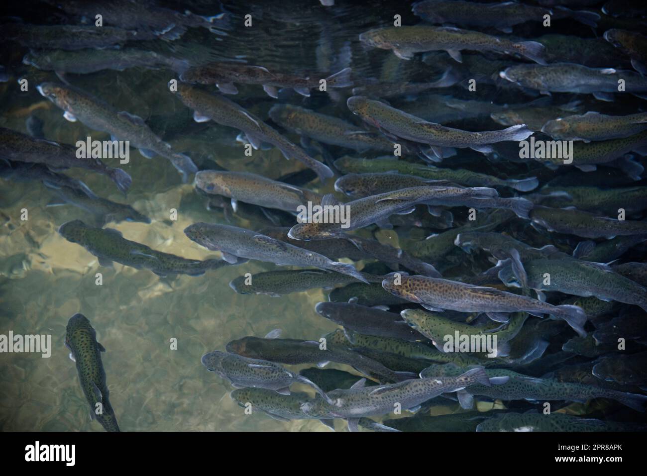 Truites dans l'étang à poissons Banque D'Images