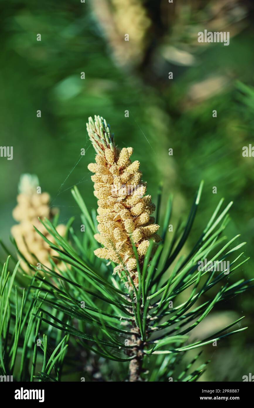 Gros plan d'une branche de pins qui pousse dans une forêt boréale à feuilles persistantes avec un espace de copie et un fond vert flou en Europe. Plante unique de conifères avec des aiguilles minces dans les bois denses au Danemark Banque D'Images