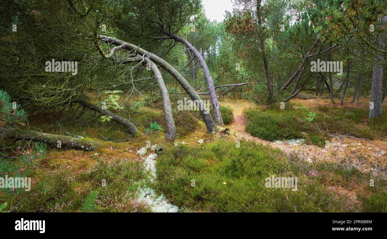 Pins tombés après une tempête ou un fort vent penché et endommagé. Plantes et buissons dans des conditions météorologiques difficiles pendant l'hiver. Destruction de la nature et de l'écosystème par la tempête extrême dans une forêt Banque D'Images