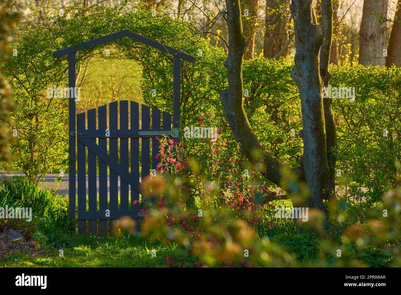 Petite porte en bois dans la campagne. Jardin verdoyant à l'entrée de la maison privée dans les bois. Sanctuaire ou havre de sécurité dans une région éloignée de la nature. Frontyard avec arbres, plantes et herbe verte Banque D'Images