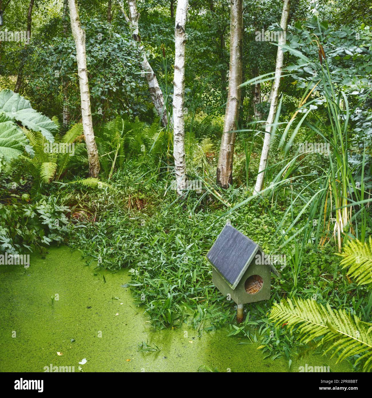 Un étang de forêt tropicale verte avec une maison d'oiseaux. Petite fleur d'algues fraîches entourée de bois de bouleau et de plantes vertes. Photo de forêt après la pluie. Petite maison d'oiseaux sur le dessus de l'eau avec de l'herbe autour. Banque D'Images