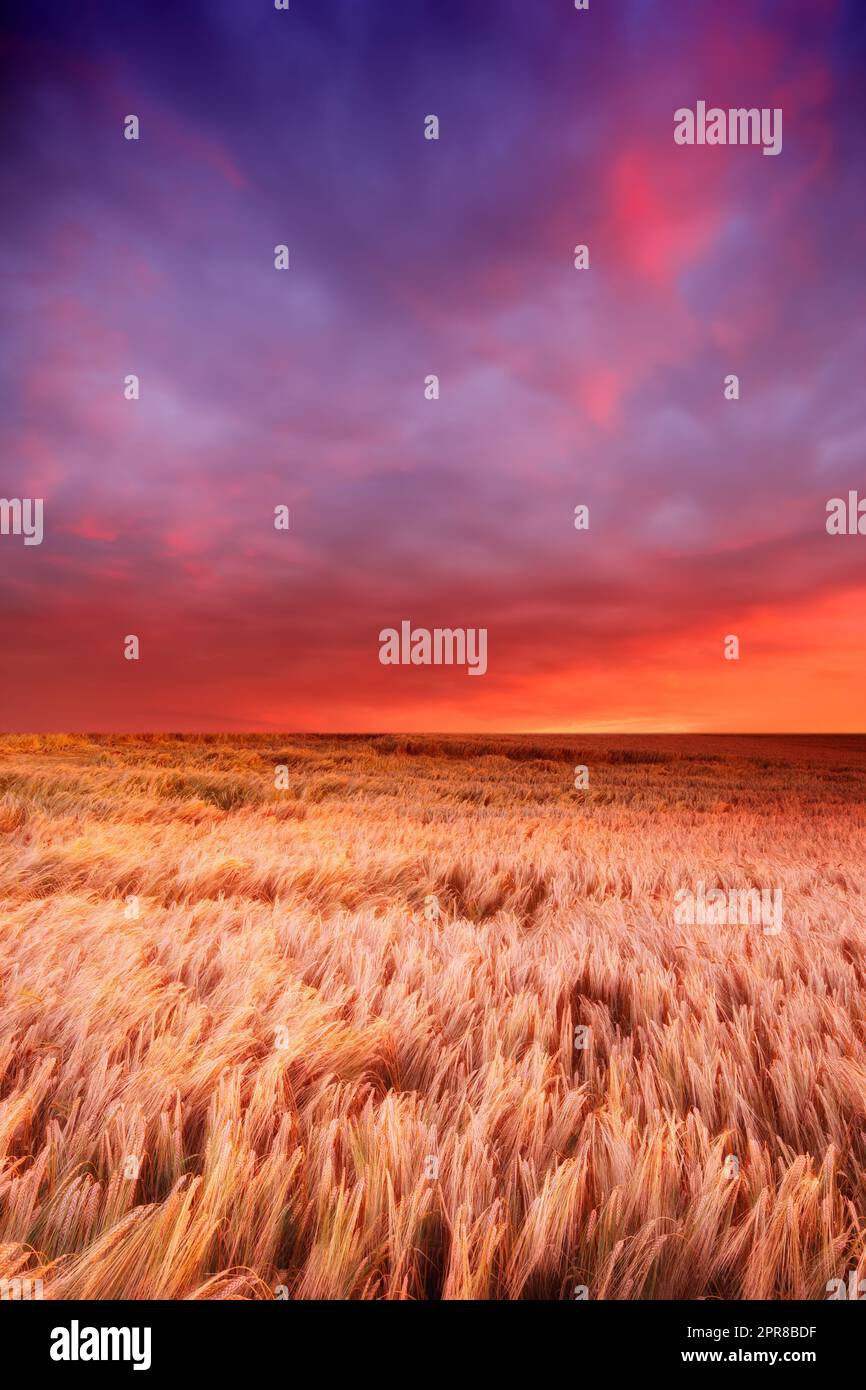 Magnifique coucher de soleil dans un champ de blé mûr prêt pour la récolte avec fond ciel doux et coloré et espace d'imitation. Vue imprenable sur les paysages des terres agricoles rurales, avec des couleurs douces et des nuages apaisants Banque D'Images