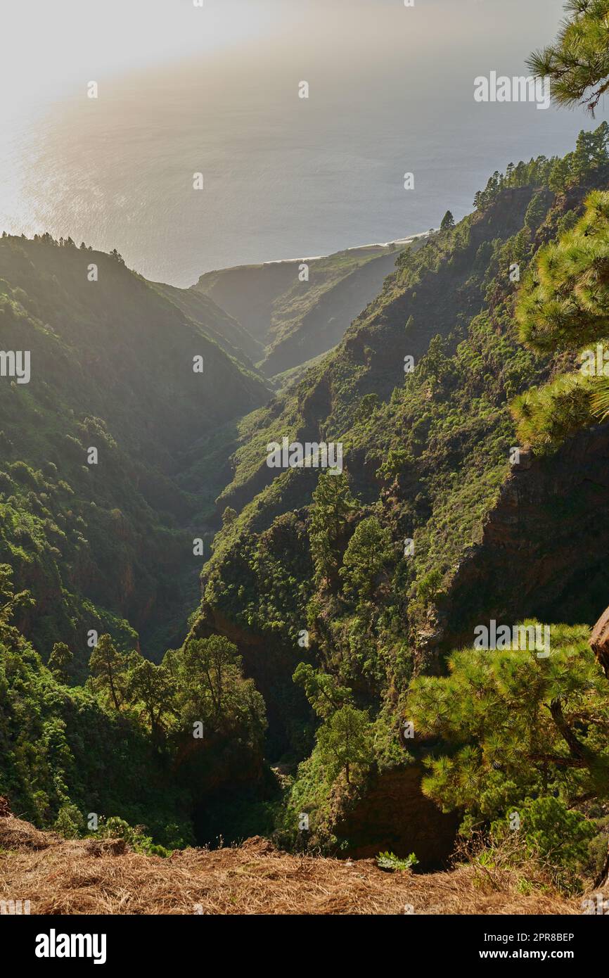 Paysage de forêt de pins dans les montagnes par une journée ensoleillée avec espace copie. Arbres et plantes verdoyants dans des bois isolés. Beau tourisme ou randonnée nature paysage à la Palma, îles Canaries, Espagne Banque D'Images