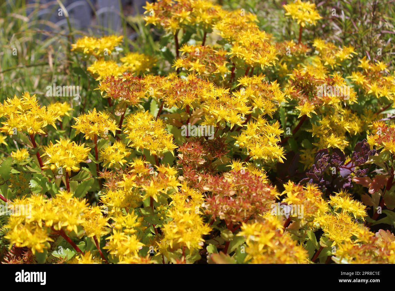 houseleek fleurit dans le jardin Banque D'Images