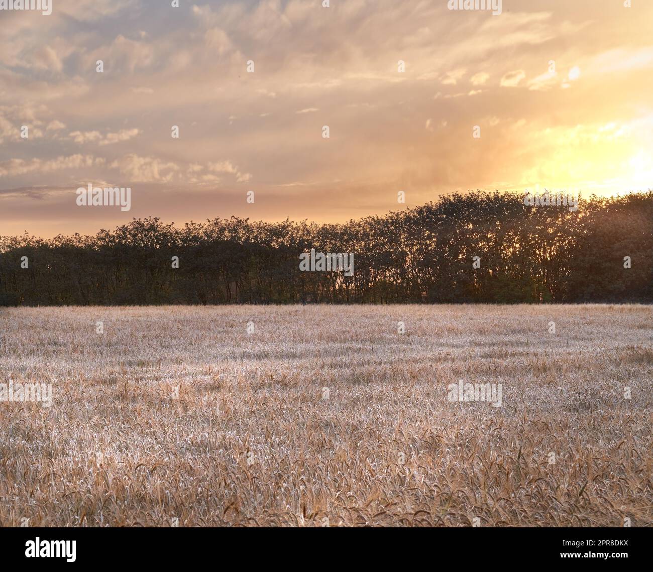 Vue panoramique sur les tiges de queue de chat, herbage, arbres, ciel nuageux au coucher du soleil avec copyspace en Norvège. L'herbe, l'eau se déforme dans un marais ou un champ à distance. Mère nature avec paysage de nuit en Allemagne Banque D'Images