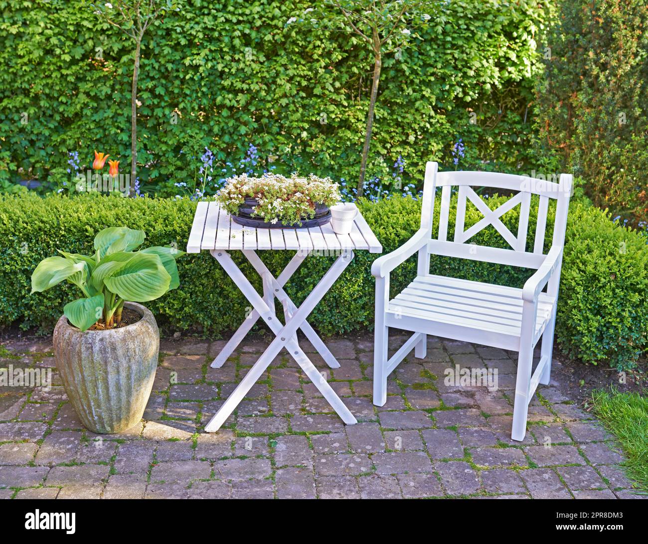 Chaise et table en bois blanc dans un jardin verdoyant avec plantes en fleurs et espace d'imitation. Paysage tranquille pour se détendre et profiter d'un pique-nique confortable en été. Patio extérieur dans une cour calme et isolée Banque D'Images