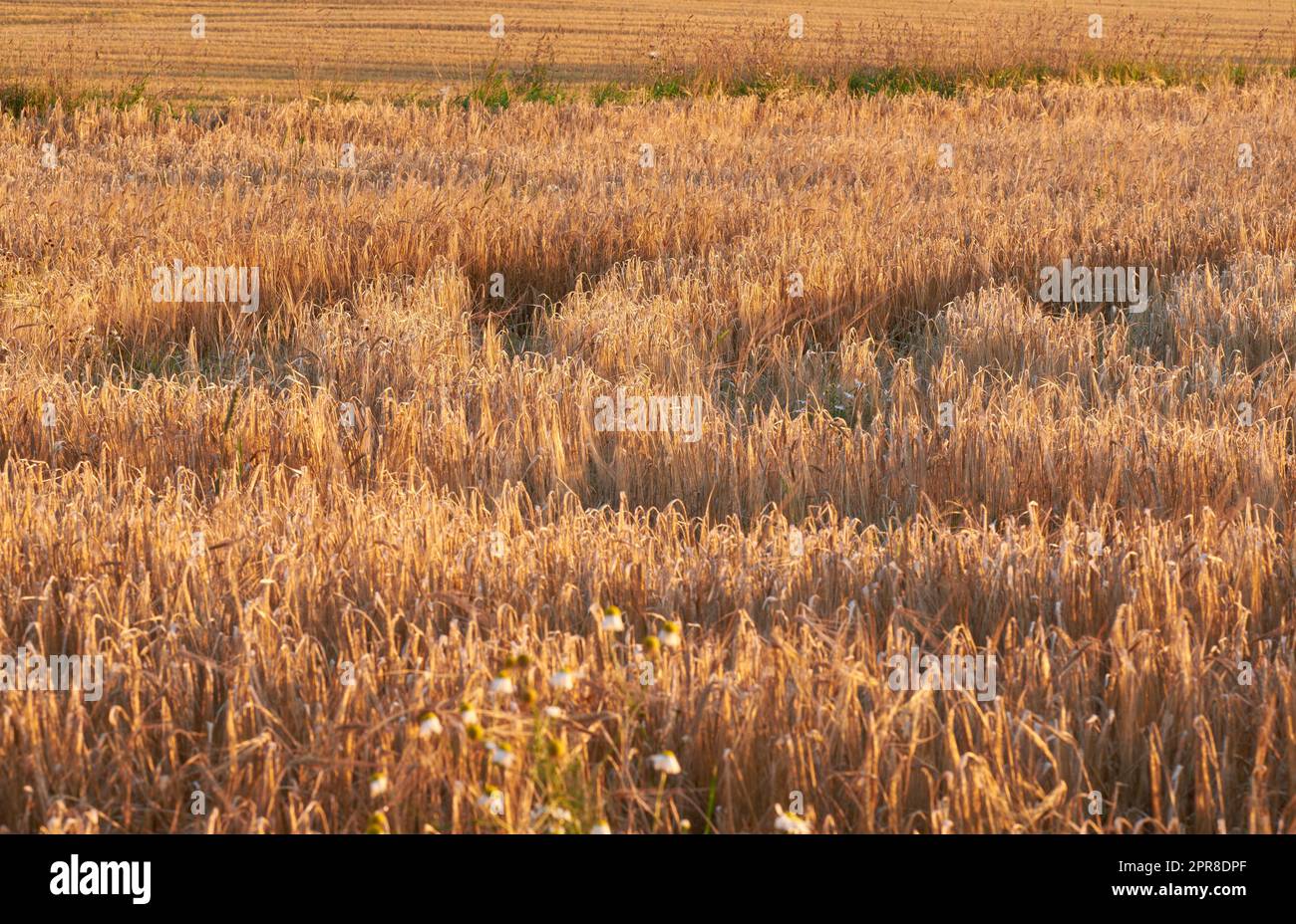 Gros plan avec copyspace de blé poussant sur une ferme au soleil en plein air. Paysage de tiges dorées de seigle mûrissant et de céréales cultivées sur un champ de maïs à fraiser en farine dans la campagne Banque D'Images