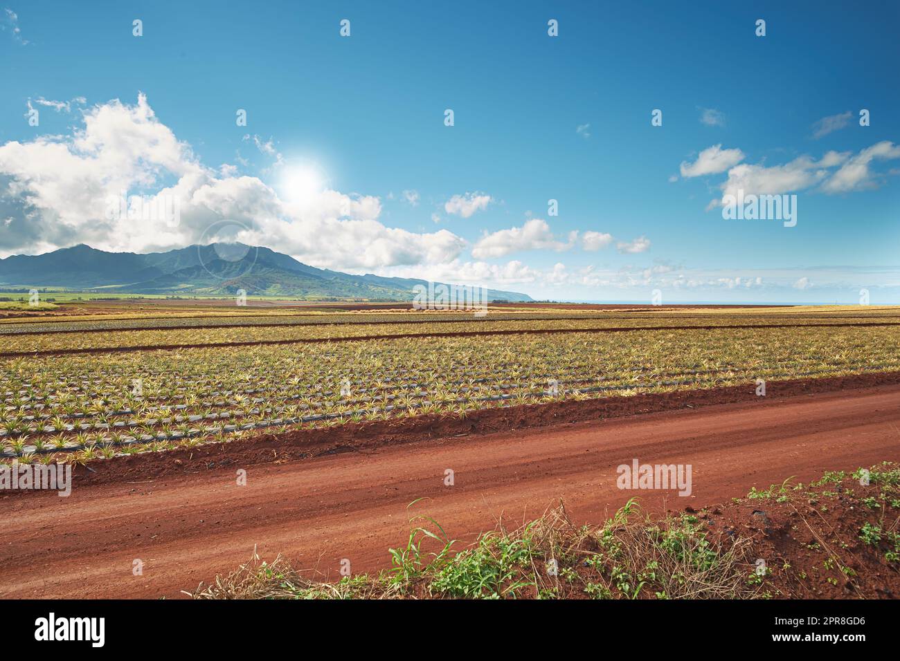 Vue sur le paysage du champ croissant de plantation d'ananas avec ciel bleu, nuages et espace de copie à Oahu, Hawaï, États-Unis. Route de terre menant à travers les exploitations agricoles. L'agriculture de fruits frais et nutritifs de vitamine Banque D'Images