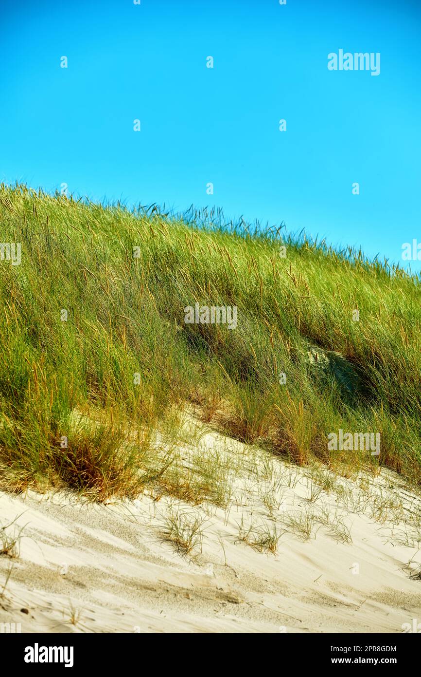 CopySpace avec de l'herbe poussant sur une plage vide ou dune sur un fond bleu ciel. Bord de mer pittoresque à explorer pour le voyage et le tourisme. Paysage sablonneux sur la côte ouest de Jutland à Loekken Danemark Banque D'Images