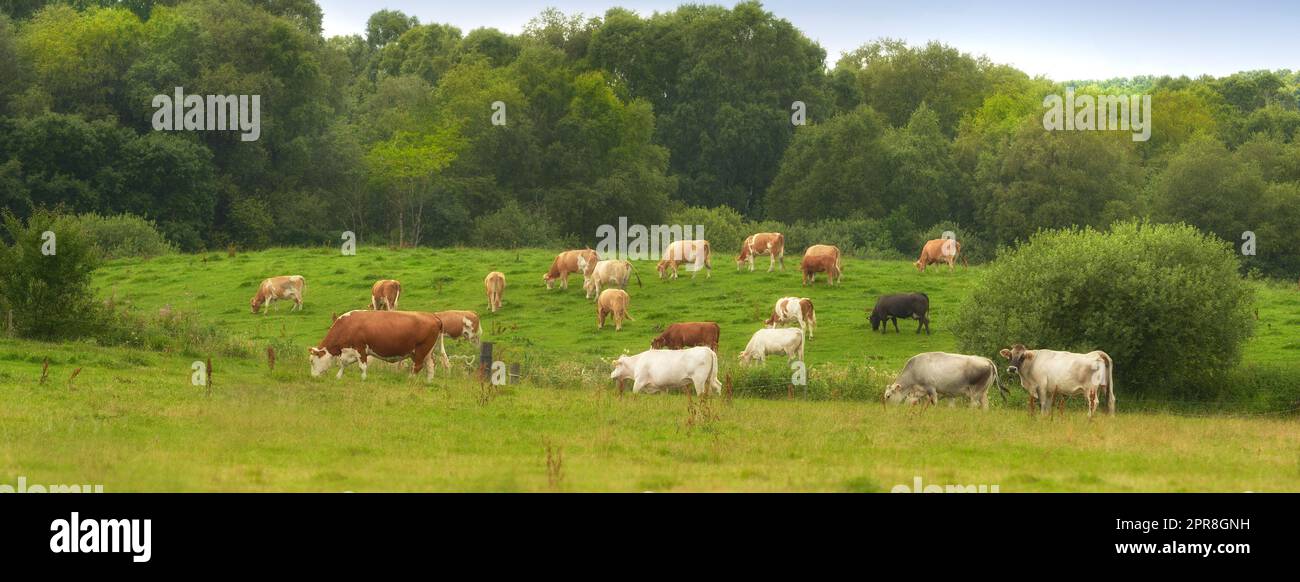 Troupeau de vaches mangeant de l'herbe sur un champ dans la campagne rurale. Paysage luxuriant avec des animaux de bétail paître sur un pâturage dans la nature. Élevage et élevage de bétail dans un ranch pour l'industrie du boeuf et des produits laitiers Banque D'Images