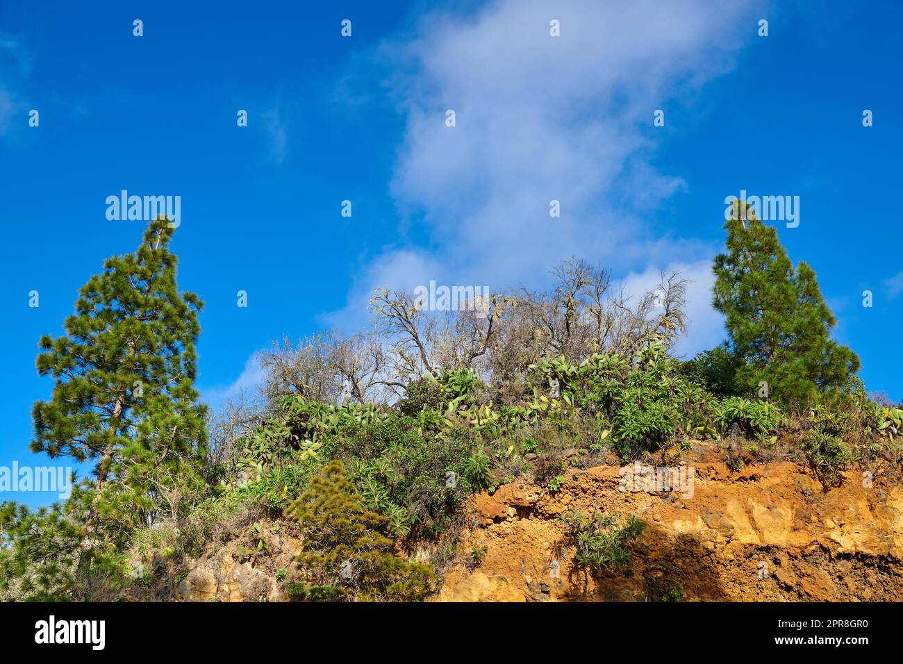 Copier l'espace avec paysage pittoresque d'une montagne sur l'île de la Palma, îles Canaries, Espagne sur un ciel bleu nuageux. Plantes sauvages poussant sur une colline rocheuse et une falaise dans la nature en plein air Banque D'Images