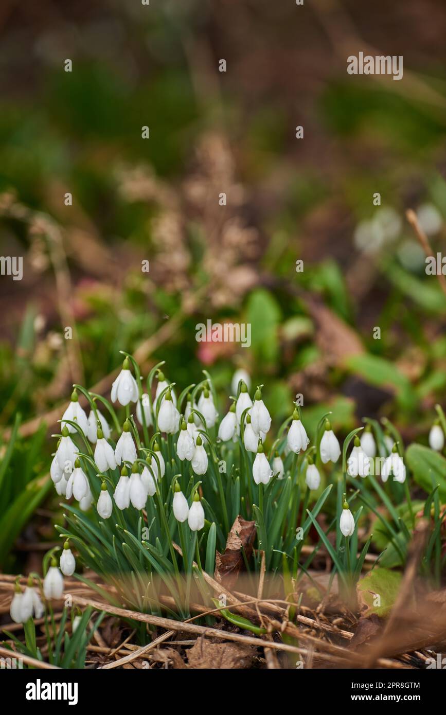 Des gouttes de neige blanches communes qui poussent dans leur habitat naturel dans une forêt dense en plein air. Des neiges vertes ou adorées tombent dans les bois. Galanthus woronowii prospère dans un environnement ou un écosystème durable Banque D'Images