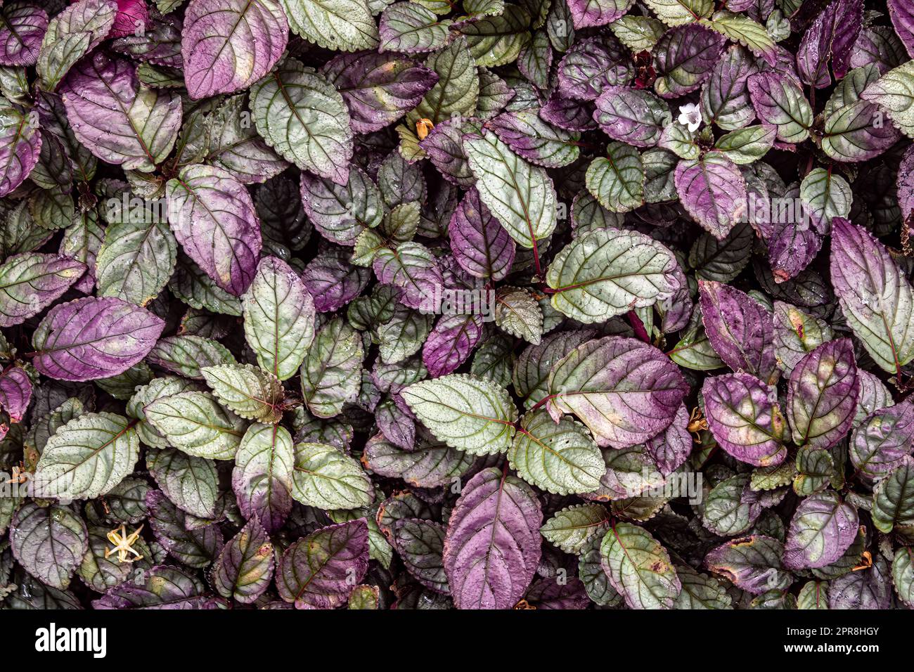 Le Plectranthus ciliatus est une plante herbacée appartenant à la famille des Lamiaceae