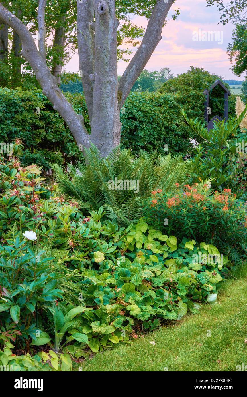 Jardin luxuriant avec arbres et plantes à fleurs qui poussent dans un parc ou une cour au printemps. Arbustes, pelouse et arbustes verts et vibrants florissants dans la nature. Fond naturel pour le jardinage et l'aménagement paysager Banque D'Images