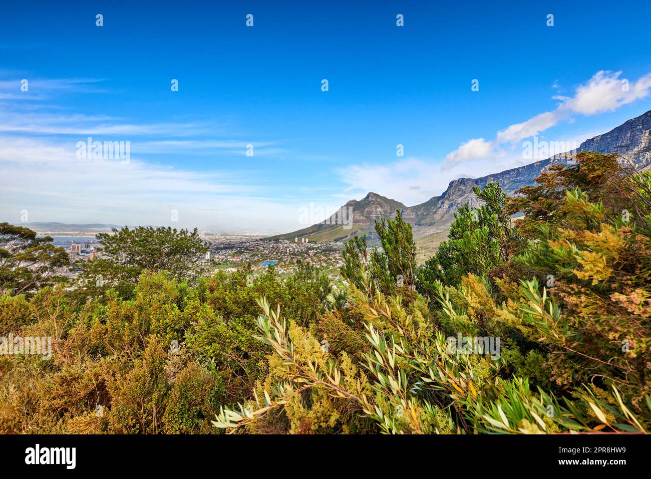 Belle vue sur les plantes vertes avec un fond de montagne et de ciel bleu en Afrique du Sud, Cap occidental. Paysage pittoresque et tranquille de la flore dans un écosystème naturel non cultivé du Cap Banque D'Images