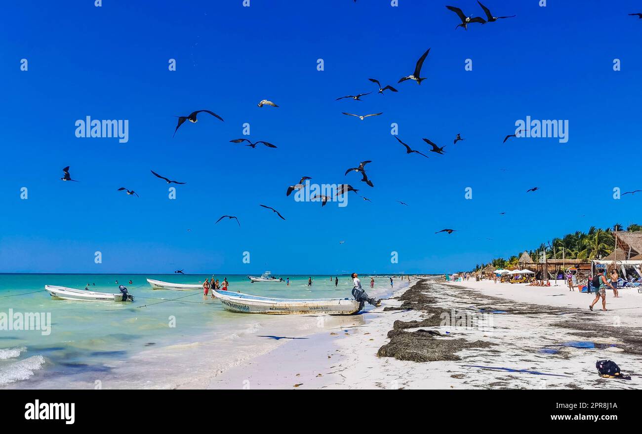 Les oiseaux de Fregat se nourrissent sur la plage de Holbox Mexico. Banque D'Images