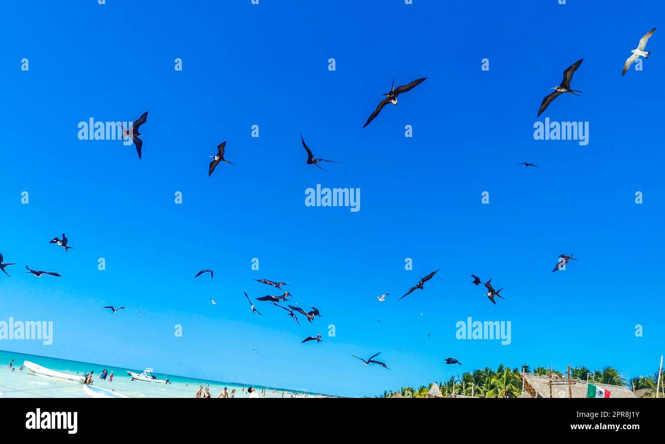 Les oiseaux de Fregat se nourrissent sur la plage de Holbox Mexico. Banque D'Images