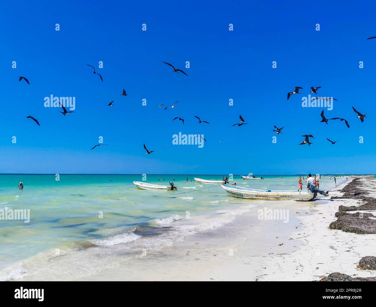 Les oiseaux de Fregat se nourrissent sur la plage de Holbox Mexico. Banque D'Images