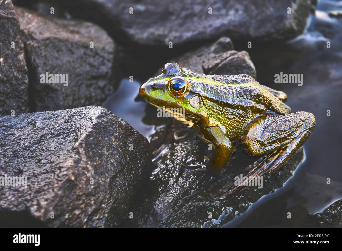 Grenouille dorée brune verte assise sur des pierres de granit Banque D'Images