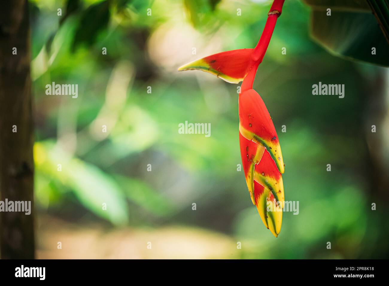 Goa, Inde. Fleur rouge d'Heliconia rostrata également connue sous le nom de serre de homard suspendu ou Faux oiseau de paradis Banque D'Images