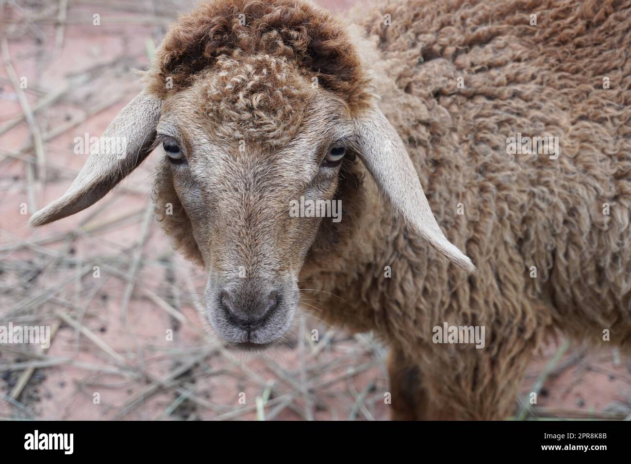 Mouton regardant la caméra dans la ferme. Banque D'Images