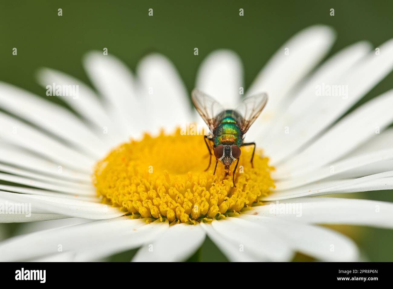 Gros plan d'une mouche alimentant le nectar sur une fleur de Marguerite blanche dans un jardin privé ou isolé. Macro et détail de texture de la pollinisation des insectes de bouteille verte commune et de la lutte antiparasitaire végétale Banque D'Images