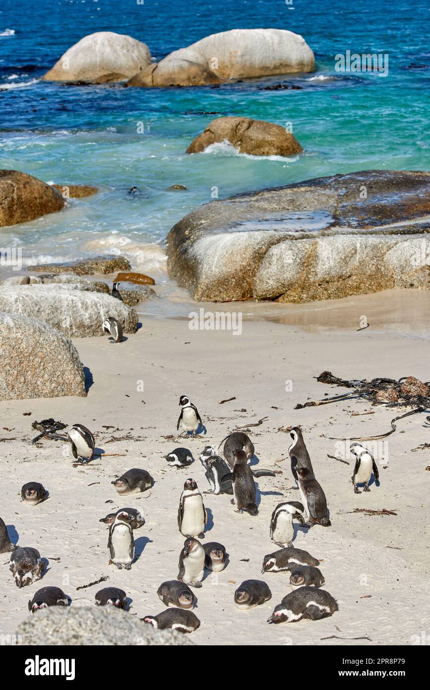 Colonie de pingouins africains à pieds noirs sur la côte de reproduction de Boulders Beach et réserve naturelle de conservation en Afrique du Sud. Groupe d'oiseaux aquatiques marins et marins protégés, en voie de disparition, pour le tourisme Banque D'Images