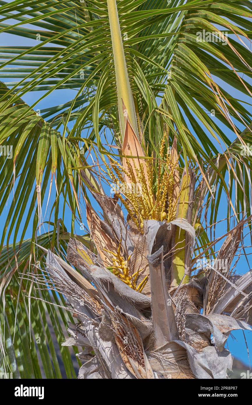 Un cococotier aux feuilles vertes et luxuriantes qui brillent sous le soleil dans une destination exotique, paradisiaque ou touristique tropicale à la Palma, îles Canaries, Espagne. Un palmier en pleine croissance par le dessous Banque D'Images