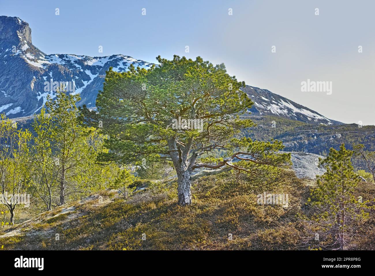 Forêt d'arbres près des montagnes avec la fonte de la neige au début du printemps sur un ciel bleu avec l'espace de copie. Paysage d'un grand arbre avec des feuilles vertes luxuriantes, des branches et des terres d'herbe près d'une montagne rocheuse en Norvège Banque D'Images