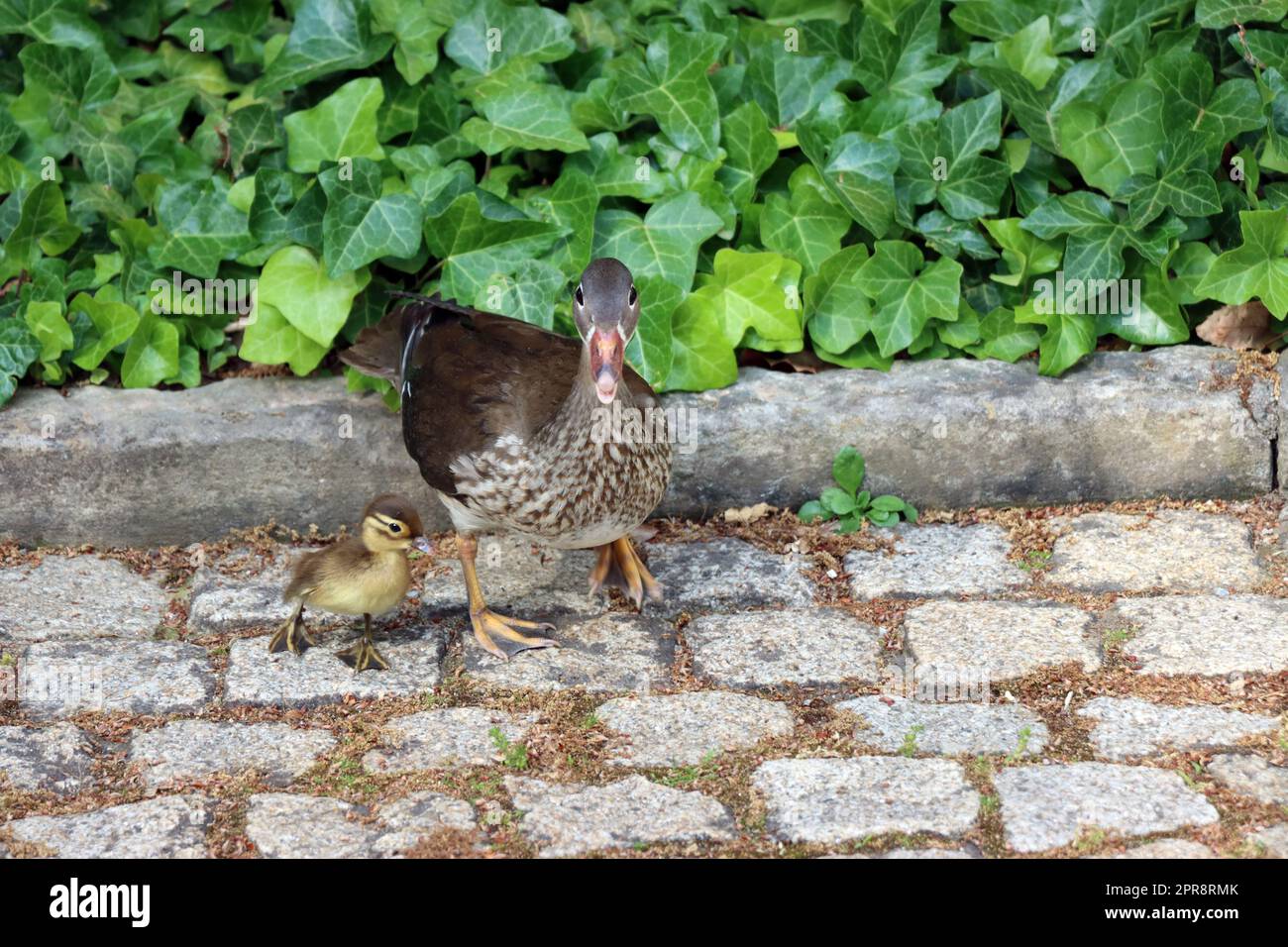 Weibliche Mandarinente (Aix galericulata) mit Küken Banque D'Images