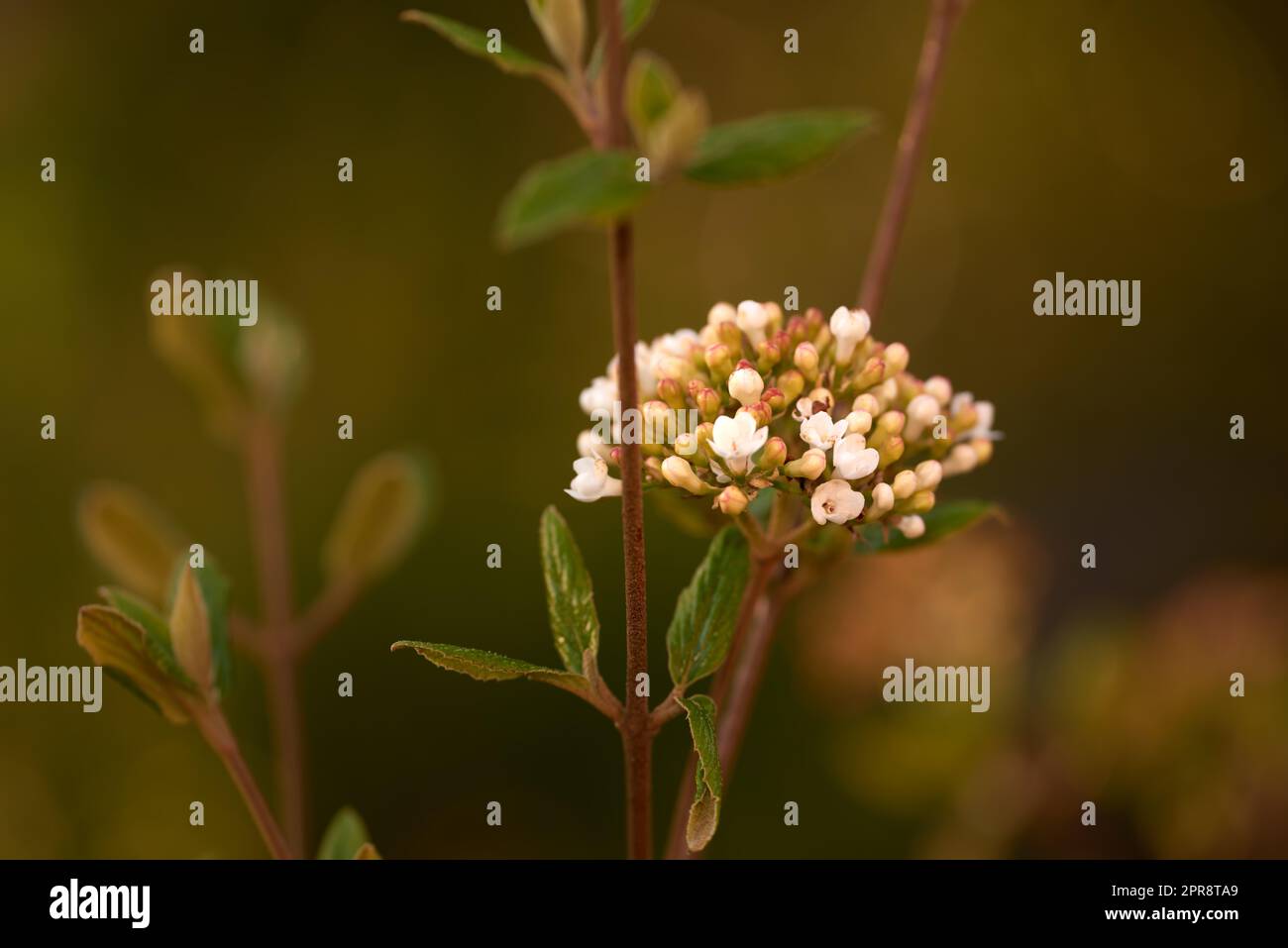 Petites fleurs blanches poussant dans un jardin avec espace de copie. Gros plan de la belle arrowwood ou de l'épice coréen viburnum carlesii des espèces d'adoxaceae qui fleurit et fleurit dans la nature au printemps Banque D'Images