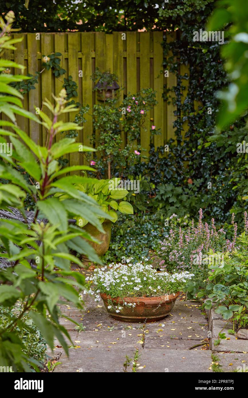 Pansies de plantes en pot qui poussent dans une cour ou un jardin à la maison en été sur un patio. Belle plante hybride qui fleurit dans une cour au printemps en plein air. De minuscules plantes à fleurs bourgeonnant et fleurissant à l'extérieur Banque D'Images