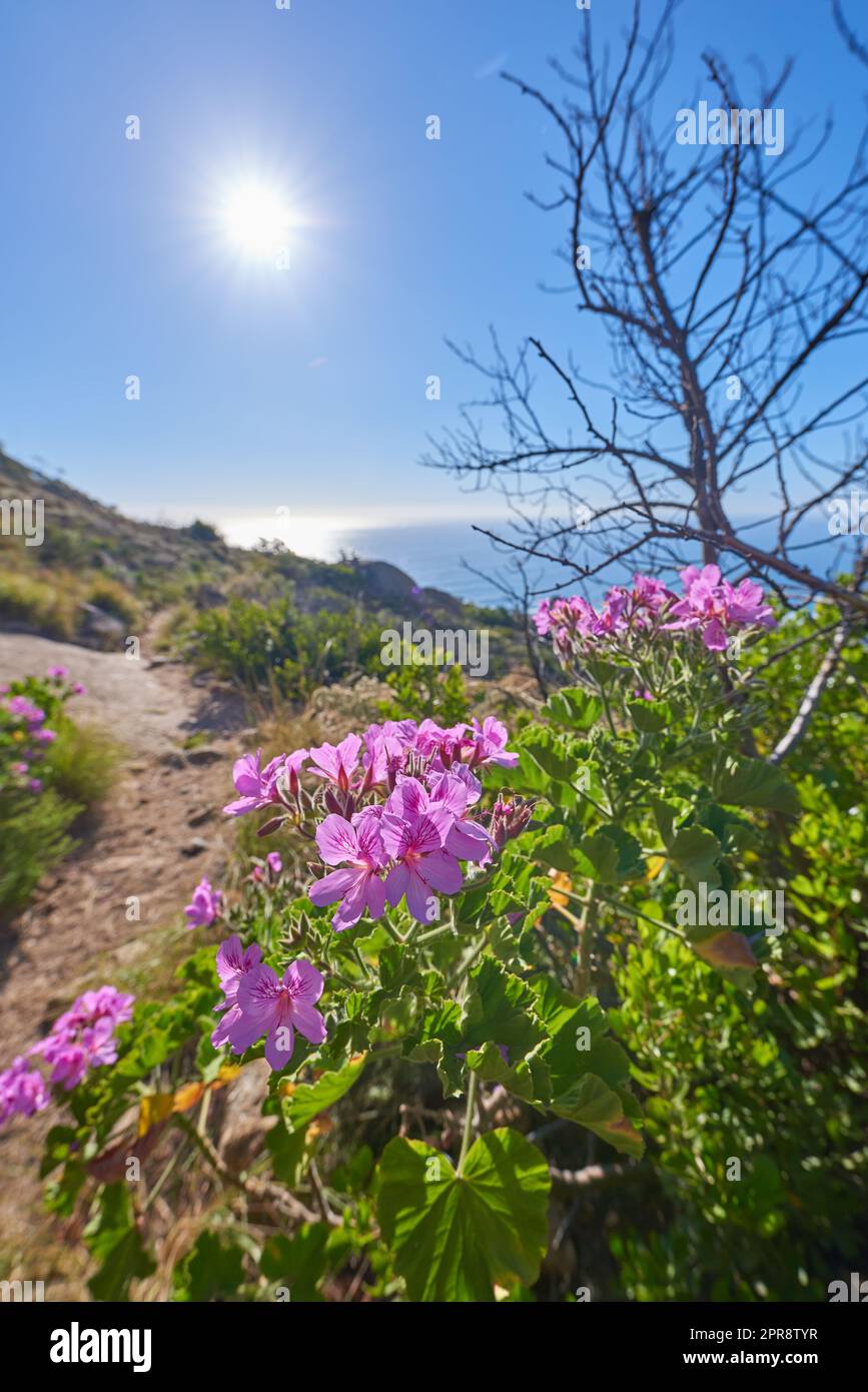 De belles fleurs de pélargonium sur un sentier de randonnée avec un ciel bleu, le soleil et l'océan en arrière-plan. De nombreuses plantes à fleurs de canneberges pourpres, roses et vertes sur un chemin d'exploration de la nature avec l'espace de copie Banque D'Images