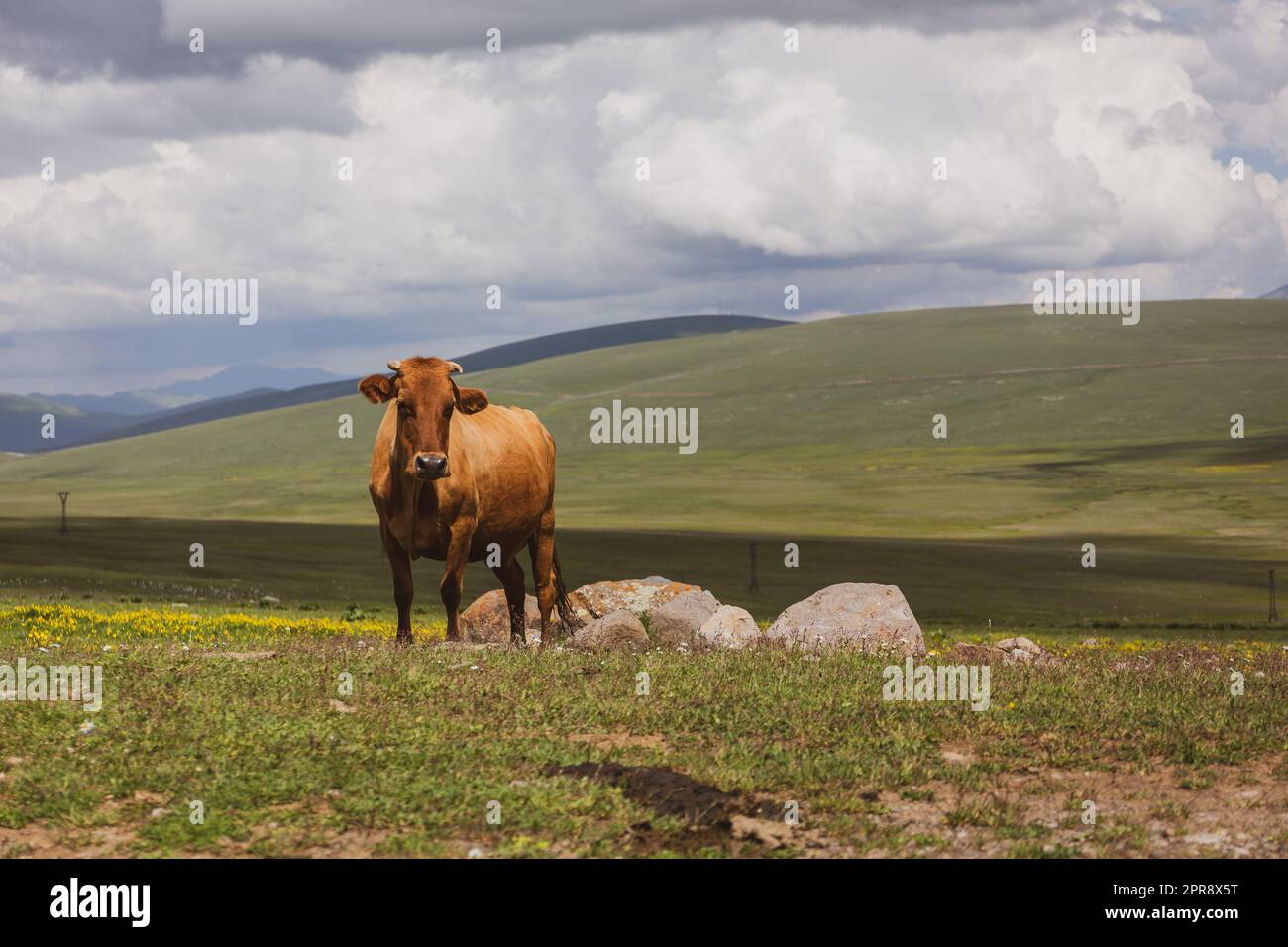 Une seule vache brune regardant la caméra dans les prairies du plateau de Javakheti sur le col de Tskhratskaro, montagnes du Caucase, été, Géorgie. Banque D'Images