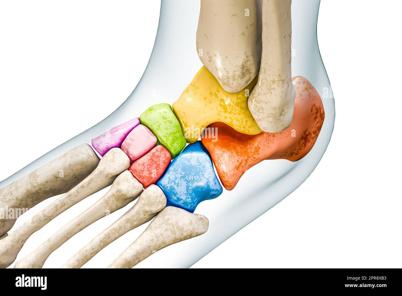 OS tarsal ou tarse en couleurs avec contours du corps 3D rendu de l'illustration isolée sur blanc avec espace de copie. Squelette humain et anatomie du pied, medi Banque D'Images