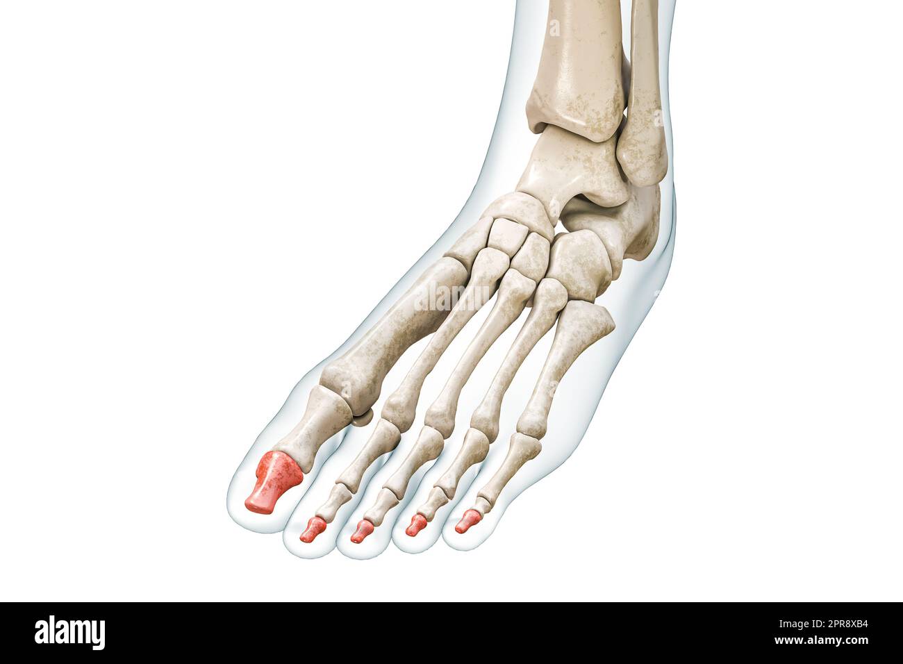Phalanges distales des os de l'orteil en rouge avec le corps 3D illustration de rendu isolée sur blanc avec l'espace de copie. Squelette humain et anatomie du pied, médique Banque D'Images