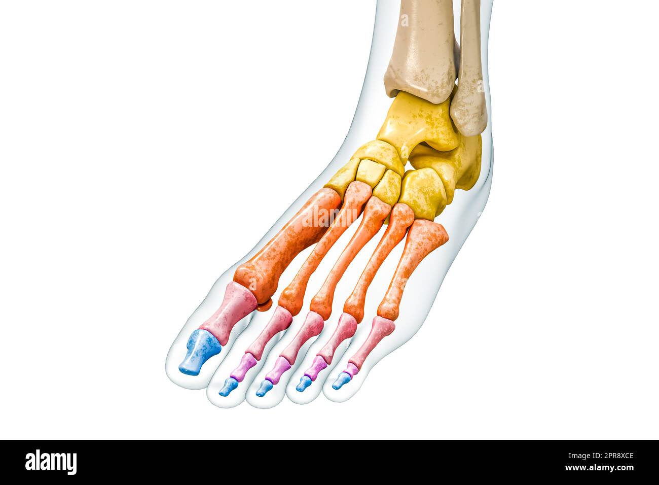 Chaque groupe d'os de pied et d'orteil en couleurs avec l'illustration de rendu corps 3D isolée sur blanc avec espace de copie. Anatomie du squelette humain, diagnostic médical Banque D'Images