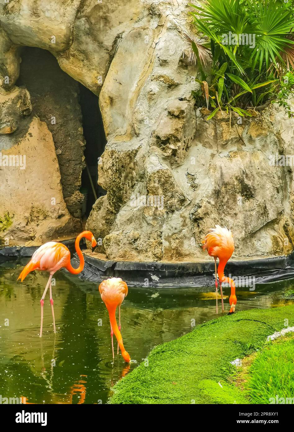 Flamants roses dans un lac d'étang dans un complexe de luxe au Mexique. Banque D'Images