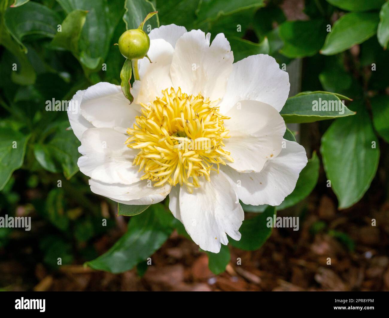 Belle fleur de pivoine blanche, variété ailes blanches Banque D'Images