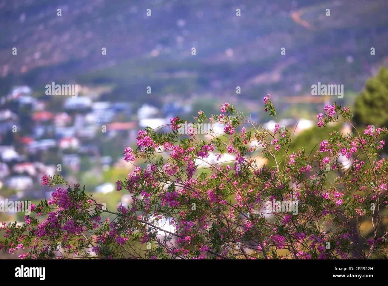 Fleur de papier rose sur des tiges vertes poussant sur une colline sur un fond urbain de ville. Gros plan sur un paysage pittoresque avec des espèces de plantes et de fleurs indigènes du Bush qui poussent sur la montagne Banque D'Images