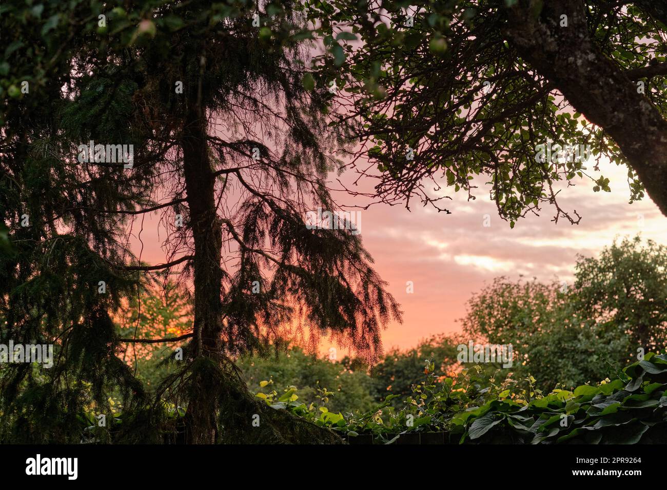 Vue imprenable sur un coucher de soleil dans la jungle dans une nature verdoyante. Forêt magique avec une végétation luxuriante et des arbres sauvages à l'aube pour copier l'arrière-plan de l'espace. Paysage naturel paisible et calme de forêt mystérieuse Banque D'Images
