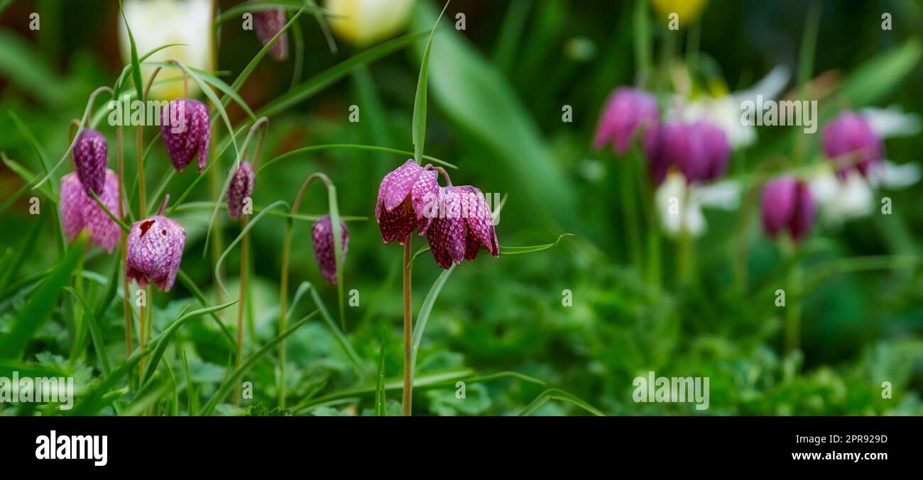 Fleurs violettes colorées qui poussent dans un jardin. Gros plan de la belle fritillaria biflora également connu comme des plantes de chocolat ou de chiers avec des pétales éclatants et fleurir dans la nature au printemps Banque D'Images