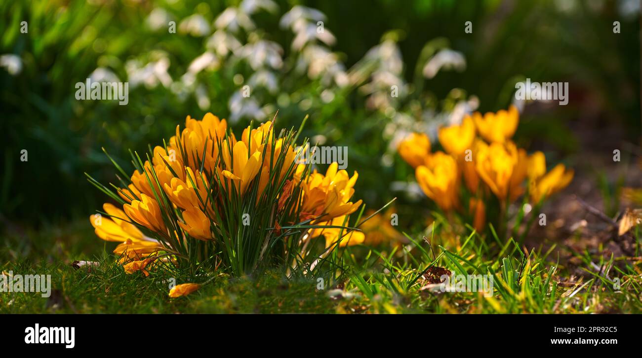 Fleurs jaunes colorées qui poussent dans un jardin. Gros plan de la belle crocus flavus doré avec des pétales vibrants des espèces de plantes d'Iridaceae qui fleurissent et fleurissent dans la nature lors d'une journée ensoleillée au printemps Banque D'Images